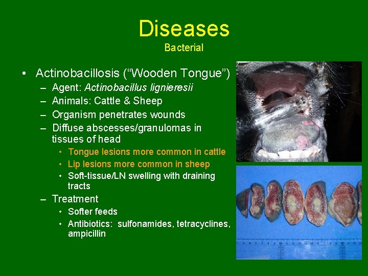 Diseases Bacterial • Actinobacillosis (“Wooden Tongue”) – – Agent: Actinobacillus lignieresii Animals: Cattle &