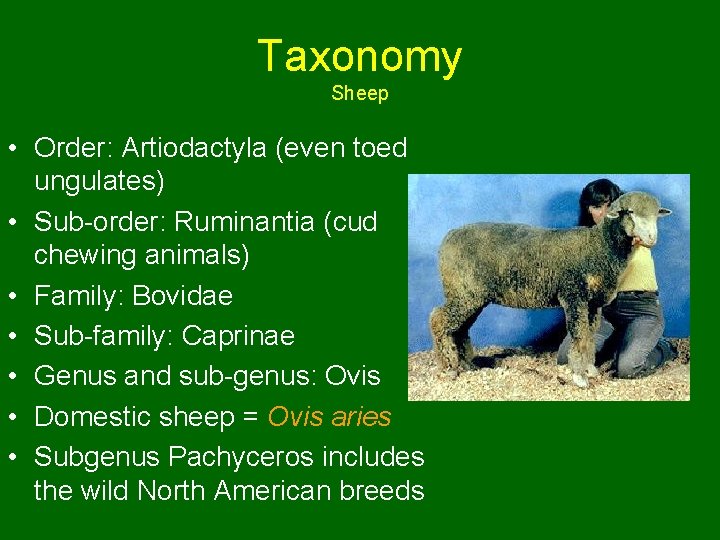 Taxonomy Sheep • Order: Artiodactyla (even toed ungulates) • Sub-order: Ruminantia (cud chewing animals)