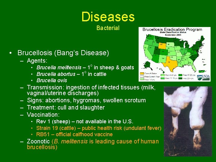 Diseases Bacterial • Brucellosis (Bang’s Disease) – Agents: • Brucella melitensis – 1 o