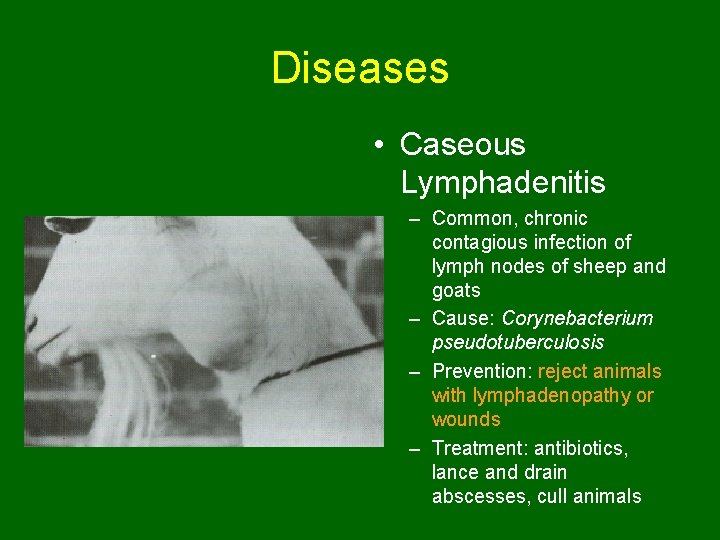 Diseases • Caseous Lymphadenitis – Common, chronic contagious infection of lymph nodes of sheep