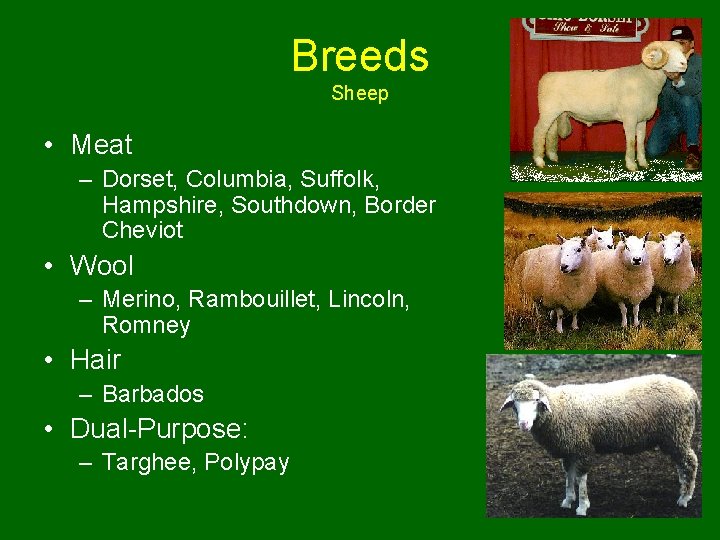 Breeds Sheep • Meat – Dorset, Columbia, Suffolk, Hampshire, Southdown, Border Cheviot • Wool