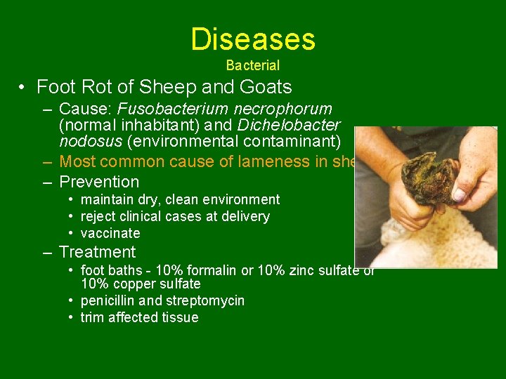 Diseases Bacterial • Foot Rot of Sheep and Goats – Cause: Fusobacterium necrophorum (normal
