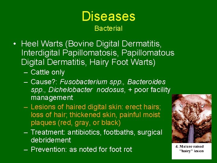 Diseases Bacterial • Heel Warts (Bovine Digital Dermatitis, Interdigital Papillomatosis, Papillomatous Digital Dermatitis, Hairy