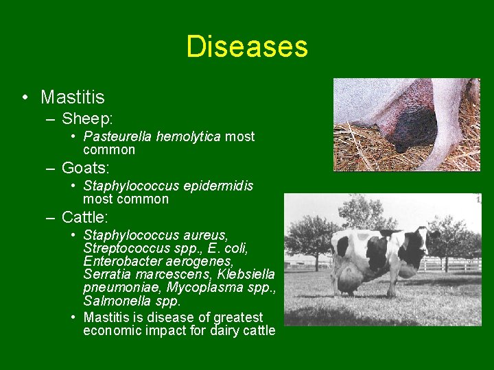 Diseases • Mastitis – Sheep: • Pasteurella hemolytica most common – Goats: • Staphylococcus