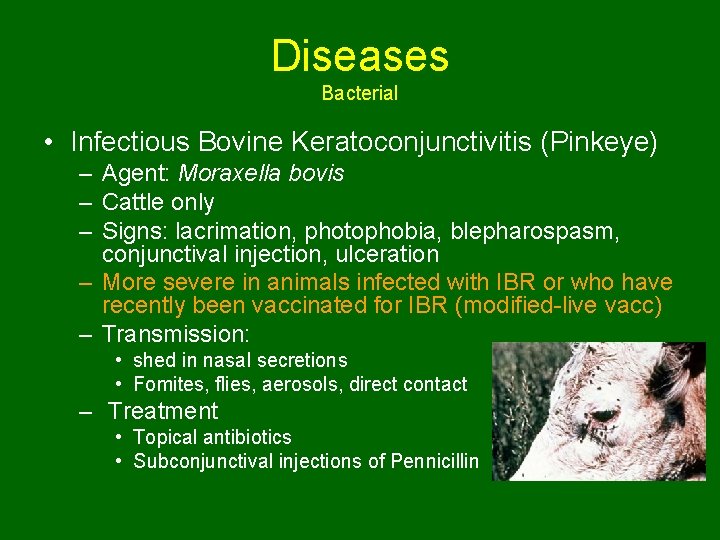 Diseases Bacterial • Infectious Bovine Keratoconjunctivitis (Pinkeye) – Agent: Moraxella bovis – Cattle only