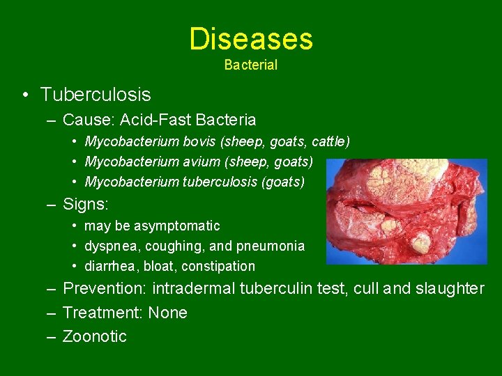 Diseases Bacterial • Tuberculosis – Cause: Acid-Fast Bacteria • Mycobacterium bovis (sheep, goats, cattle)