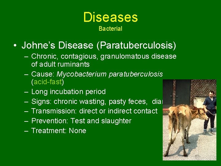 Diseases Bacterial • Johne’s Disease (Paratuberculosis) – Chronic, contagious, granulomatous disease of adult ruminants