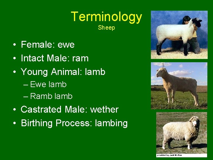 Terminology Sheep • Female: ewe • Intact Male: ram • Young Animal: lamb –