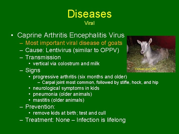 Diseases Viral • Caprine Arthritis Encephalitis Virus – Most important viral disease of goats