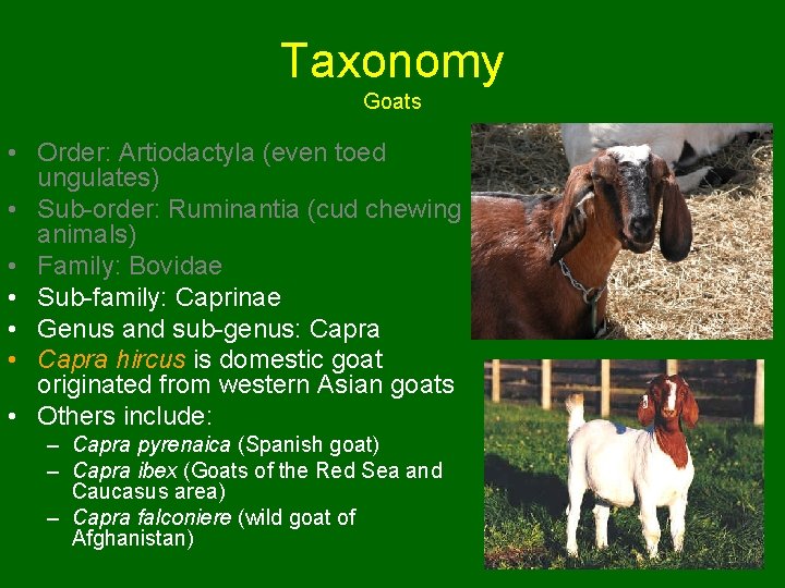 Taxonomy Goats • Order: Artiodactyla (even toed ungulates) • Sub-order: Ruminantia (cud chewing animals)