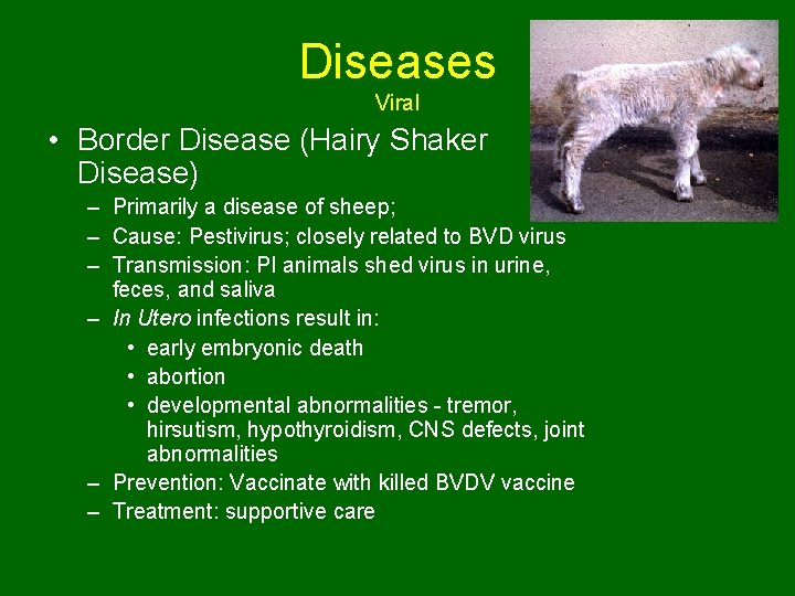 Diseases Viral • Border Disease (Hairy Shaker Disease) – Primarily a disease of sheep;