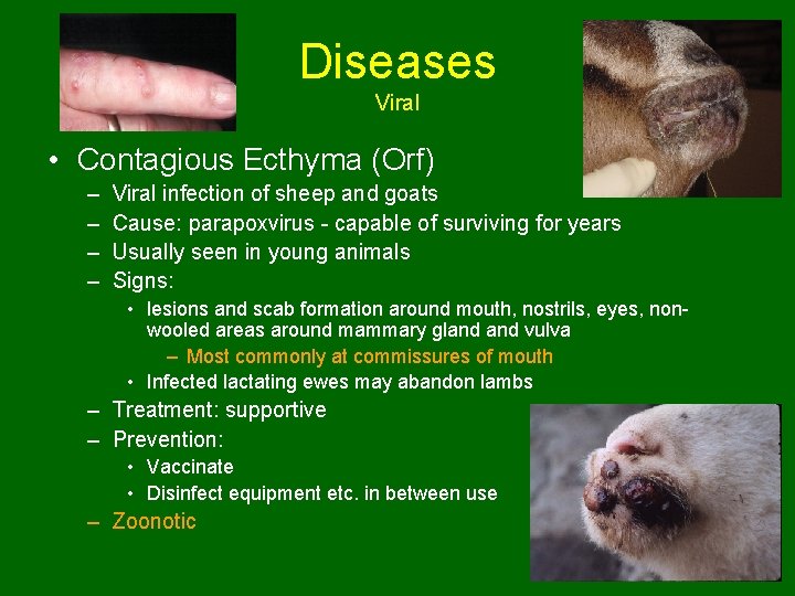 Diseases Viral • Contagious Ecthyma (Orf) – – Viral infection of sheep and goats