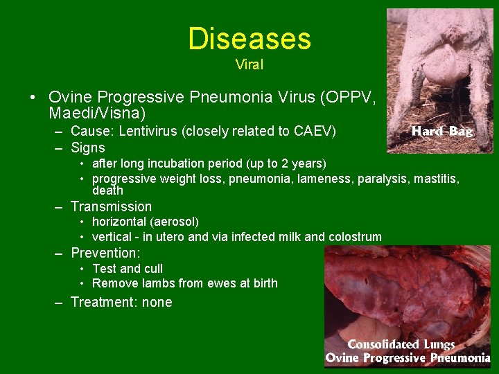 Diseases Viral • Ovine Progressive Pneumonia Virus (OPPV, Maedi/Visna) – Cause: Lentivirus (closely related