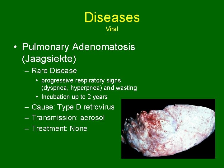 Diseases Viral • Pulmonary Adenomatosis (Jaagsiekte) – Rare Disease • progressive respiratory signs (dyspnea,