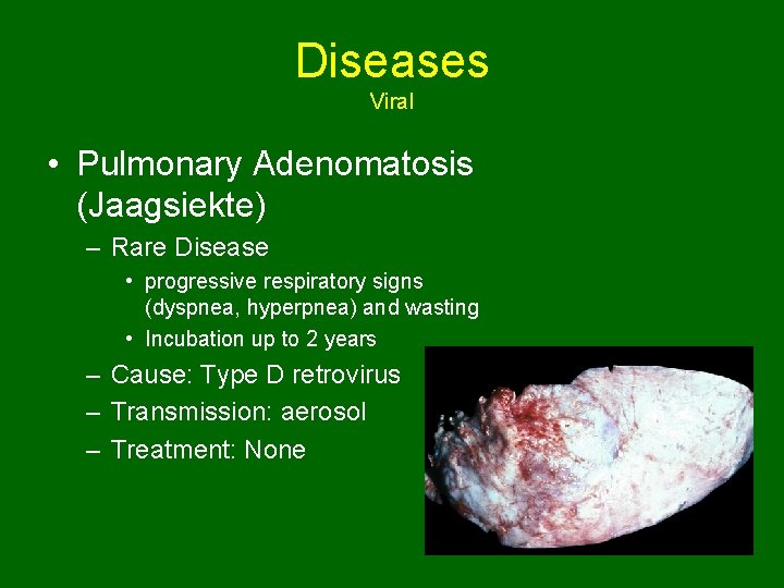 Diseases Viral • Pulmonary Adenomatosis (Jaagsiekte) – Rare Disease • progressive respiratory signs (dyspnea,