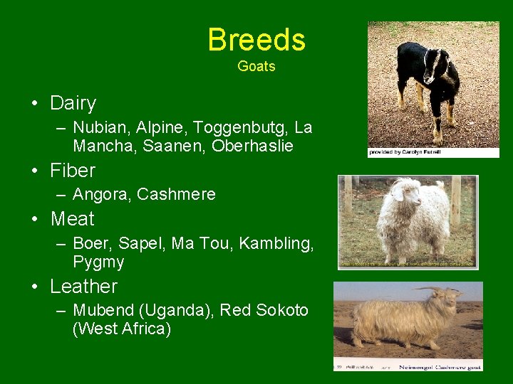 Breeds Goats • Dairy – Nubian, Alpine, Toggenbutg, La Mancha, Saanen, Oberhaslie • Fiber