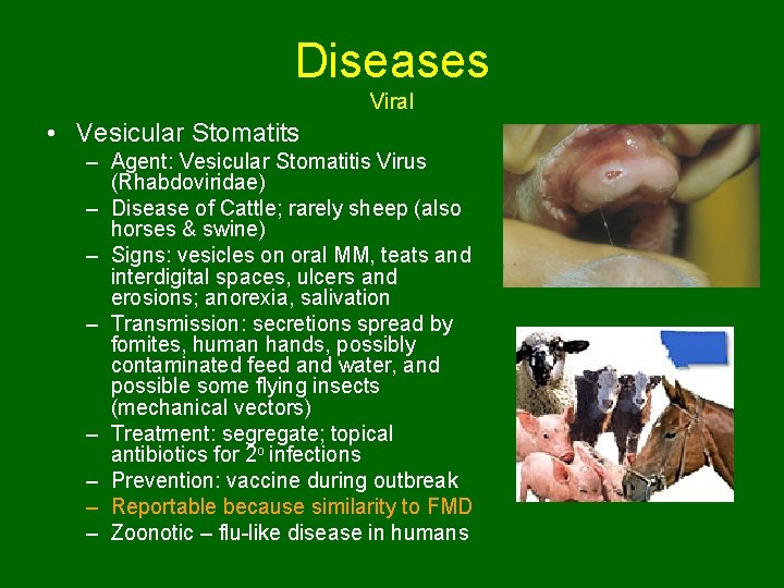 Diseases Viral • Vesicular Stomatits – Agent: Vesicular Stomatitis Virus (Rhabdoviridae) – Disease of