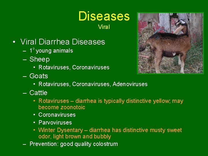 Diseases Viral • Viral Diarrhea Diseases – 1 o young animals – Sheep •