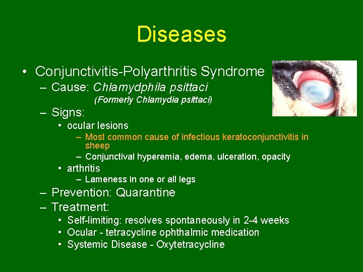 Diseases • Conjunctivitis-Polyarthritis Syndrome – Cause: Chlamydphila psittaci (Formerly Chlamydia psittaci) – Signs: •