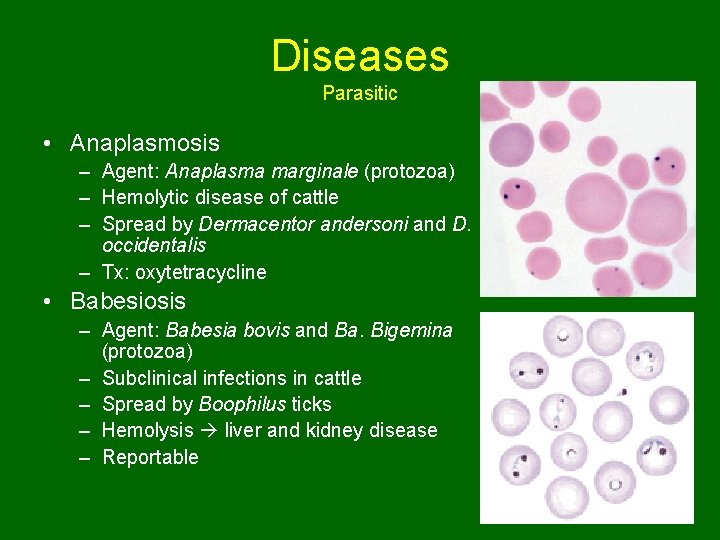 Diseases Parasitic • Anaplasmosis – Agent: Anaplasma marginale (protozoa) – Hemolytic disease of cattle