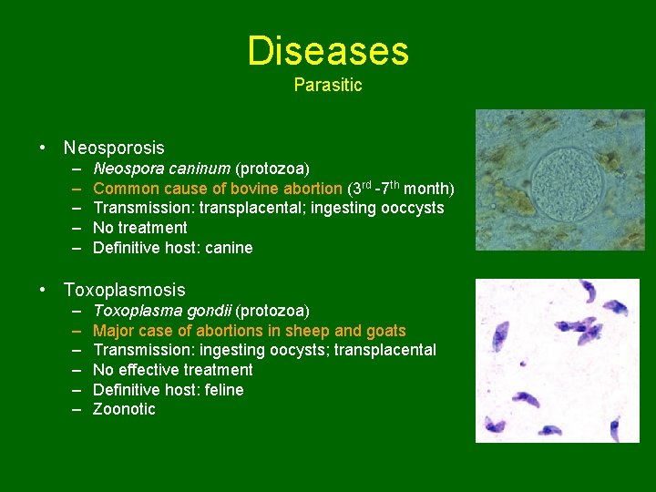 Diseases Parasitic • Neosporosis – – – Neospora caninum (protozoa) Common cause of bovine