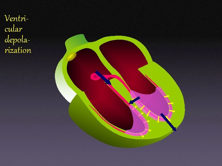 Ventricular depolarization Ventricular depolarization