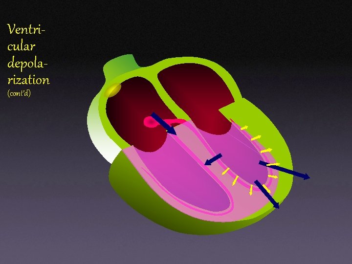 Ventricular depolarization (cont’d) Ventricular depolarization (cont’d)