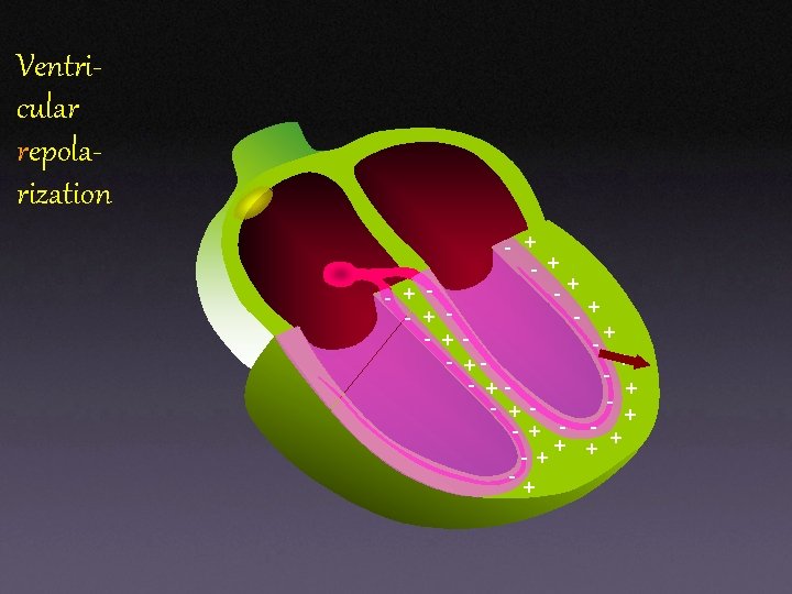 Ventricular repolarization - + + -+ + - - + - +- + - Ventricular repolarization - + + -+ + - - + - +- + -
