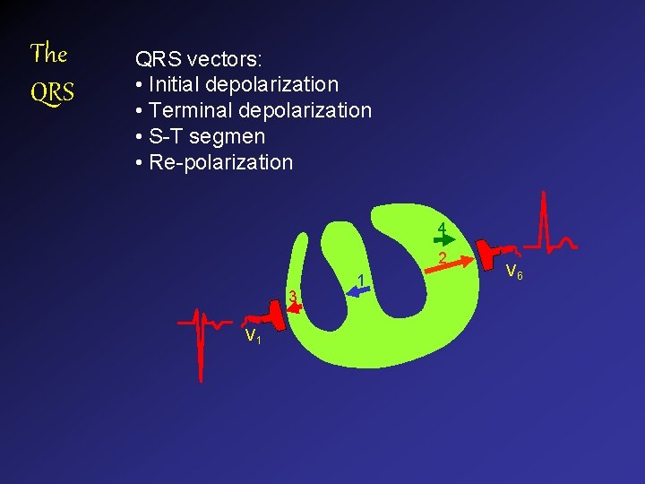 The QRS vectors: • Initial depolarization • Terminal depolarization • S-T segmen • Re-polarization The QRS vectors: • Initial depolarization • Terminal depolarization • S-T segmen • Re-polarization