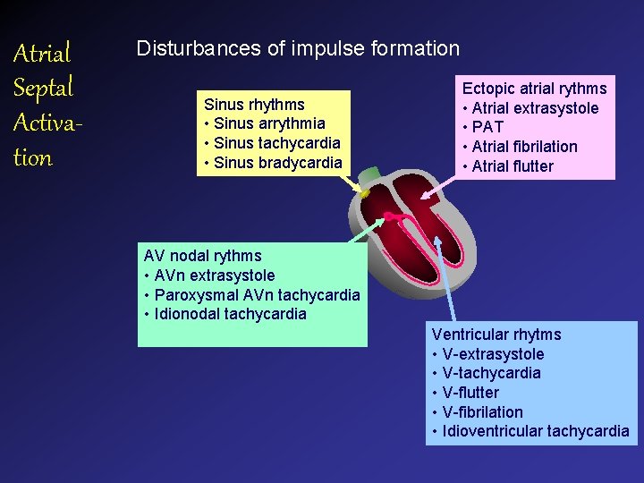 Atrial Septal Activation Disturbances of impulse formation Sinus rhythms • Sinus arrythmia • Sinus Atrial Septal Activation Disturbances of impulse formation Sinus rhythms • Sinus arrythmia • Sinus