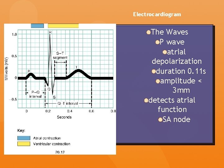 Electrocardiogram The Waves P wave atrial depolarization duration 0. 11 s amplitude < 3 Electrocardiogram The Waves P wave atrial depolarization duration 0. 11 s amplitude < 3