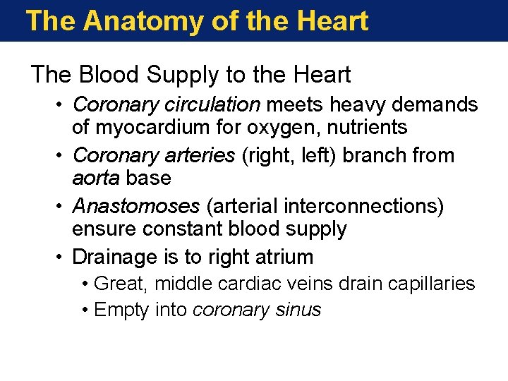 The Anatomy of the Heart The Blood Supply to the Heart • Coronary circulation The Anatomy of the Heart The Blood Supply to the Heart • Coronary circulation