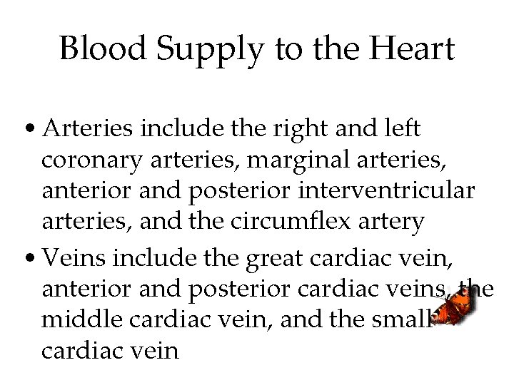 Blood Supply to the Heart • Arteries include the right and left coronary arteries, Blood Supply to the Heart • Arteries include the right and left coronary arteries,
