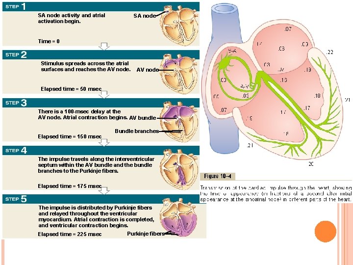 SA node activity and atrial activation begin. SA node Time = 0 Stimulus spreads SA node activity and atrial activation begin. SA node Time = 0 Stimulus spreads