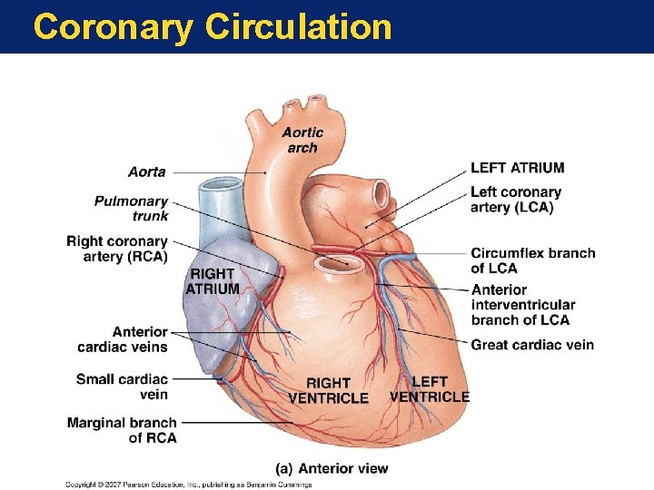 Coronary Circulation Coronary Circulation