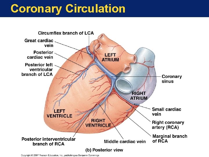Coronary Circulation Coronary Circulation