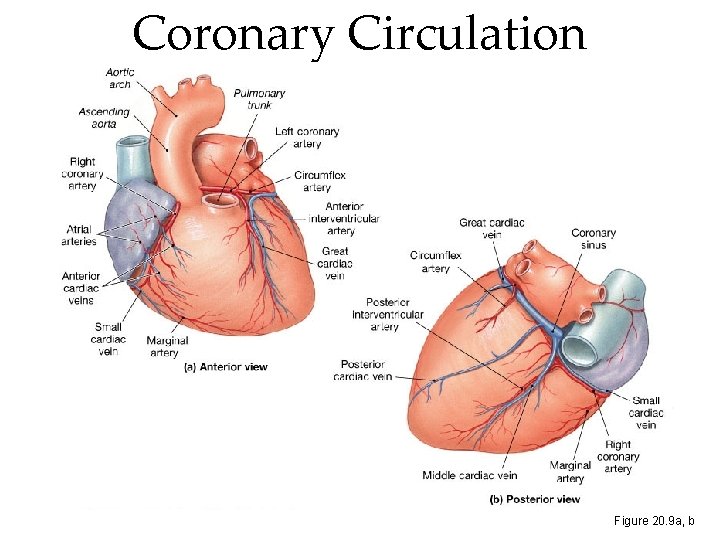 Coronary Circulation Figure 20. 9 a, b Coronary Circulation Figure 20. 9 a, b