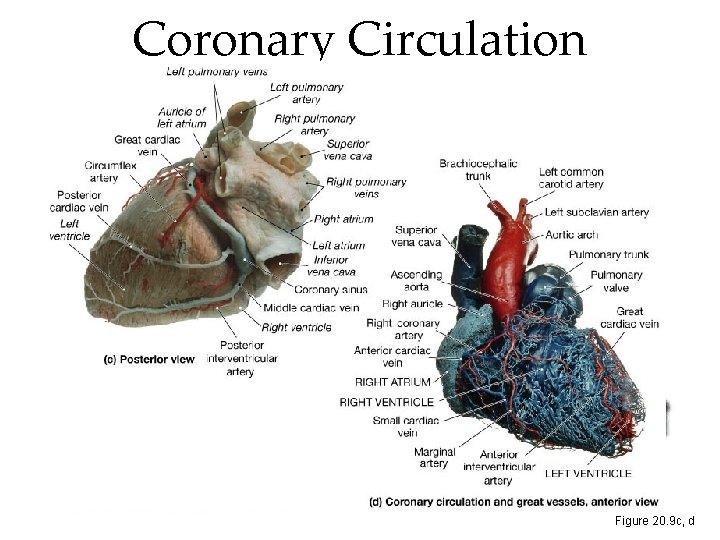 Coronary Circulation Figure 20. 9 c, d Coronary Circulation Figure 20. 9 c, d