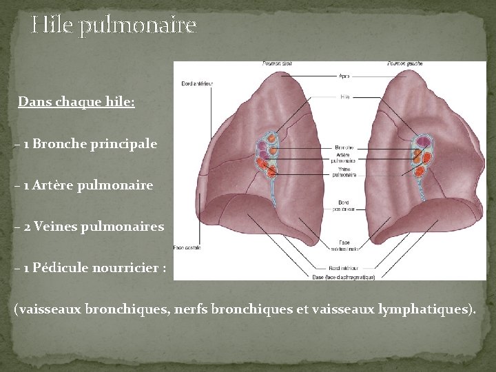 Hile pulmonaire Dans chaque hile: – 1 Bronche principale – 1 Artère pulmonaire –