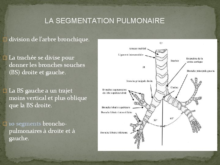 LA SEGMENTATION PULMONAIRE � division de l'arbre bronchique. � La trachée se divise pour