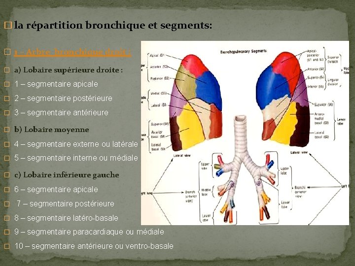 � la répartition bronchique et segments: � 1 – Arbre bronchique droit : �