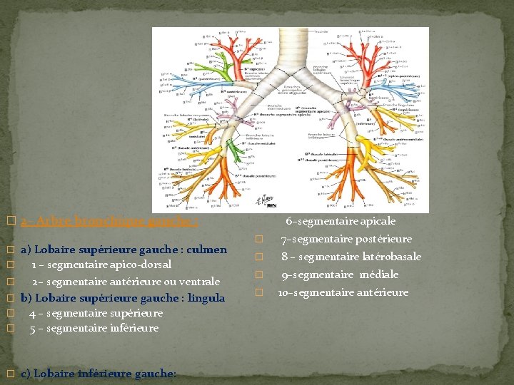 � 2– Arbre bronchique gauche : � a) Lobaire supérieure gauche : culmen �