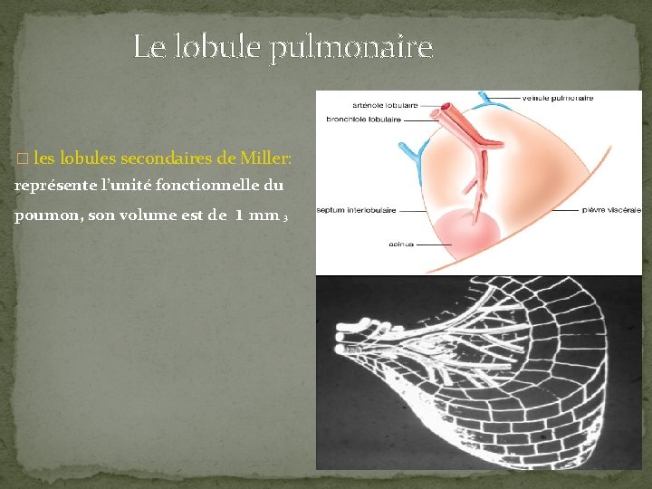  Le lobule pulmonaire � les lobules secondaires de Miller: représente l’unité fonctionnelle du