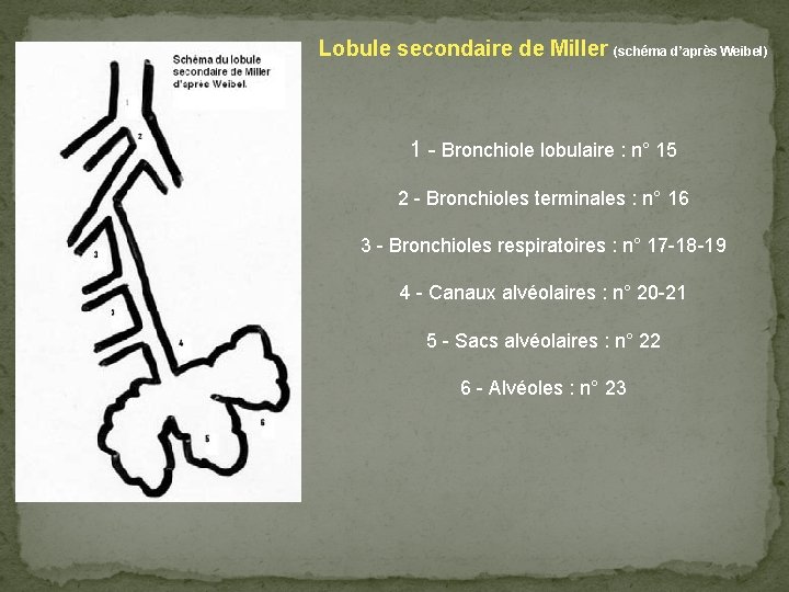 Lobule secondaire de Miller (schéma d’après Weibel) 1 - Bronchiole lobulaire : n° 15