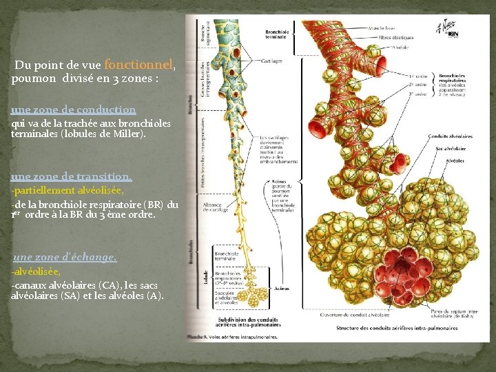 Du point de vue fonctionnel, poumon divisé en 3 zones : une zone de