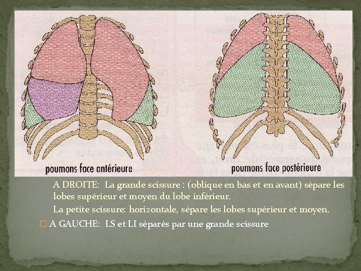 A DROITE: La grande scissure : (oblique en bas et en avant) sépare les