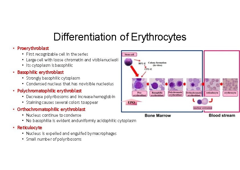 Differentiation of Erythrocytes • Proerythroblast • First recognizable cell in the series • Large