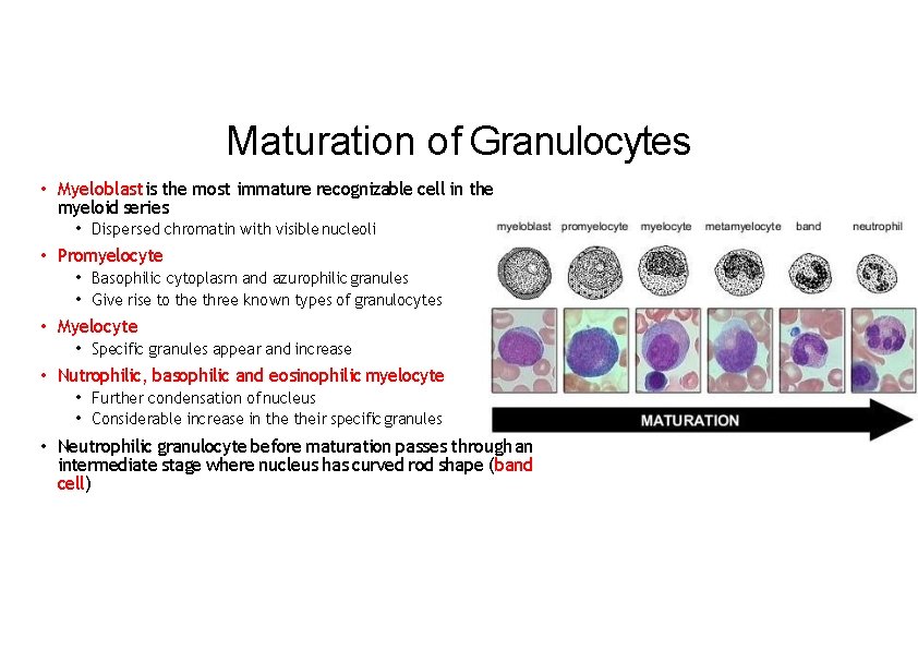 Maturation of Granulocytes • Myeloblast is the most immature recognizable cell in the myeloid