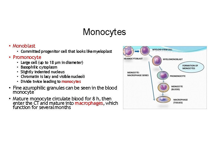 Monocytes • Monoblast • Committed progenitor cell that looks like myeloplast • Promonocyte •