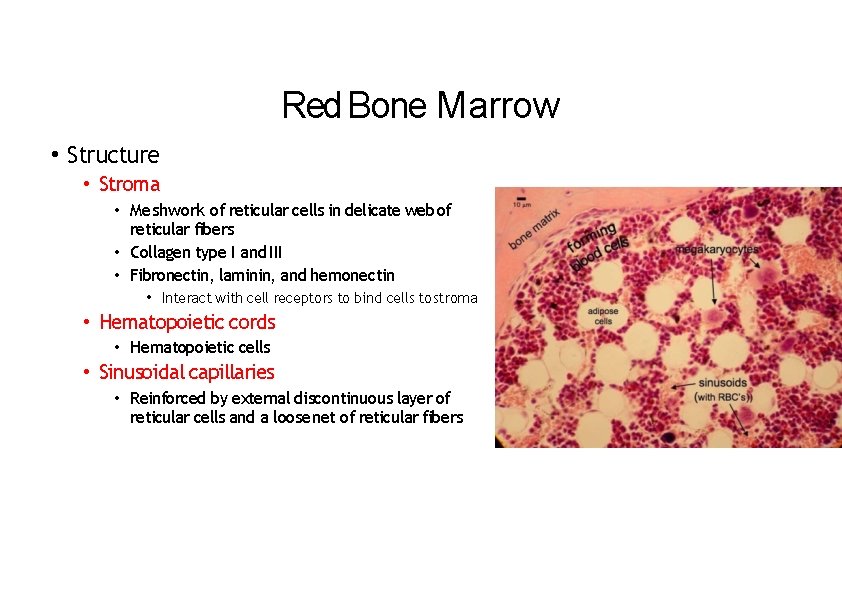 Red Bone Marrow • Structure • Stroma • Meshwork of reticular cells in delicate